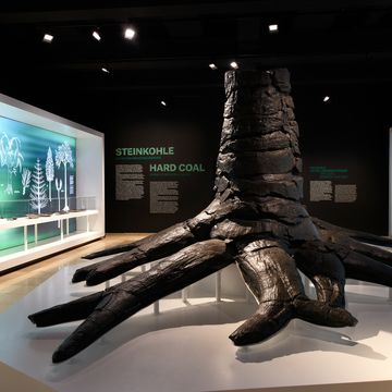 Bild des Eingangs in die Dauerausstellung des Deutschen Bergbau-Museums Bochum mit einem versteinerten Baum